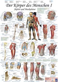 Kartenset-Poster "Der Körper des Menschen I"
