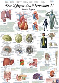 Kartenset-Poster "Der Körper des Menschen II"