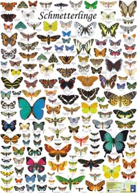 Kartenset-Poster "Schmetterlinge"