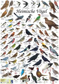 Kartenset-Poster "Heimische Vögel"