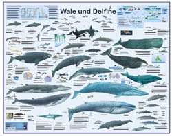 Grossposter "Wale und Delfine"