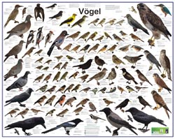 Poster "Vögel"