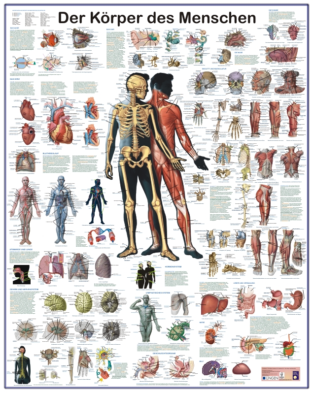 Grossposter "Körper des Menschen"