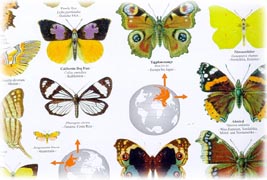 Butterflies Eurasia
