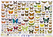 Butterflies of the world poster