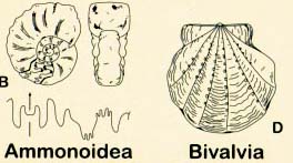 Leitfossilien Ammonoidea und Bivalvia (Trias)