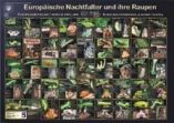 Poster "Europäische Nachtfalter und ihre Raupen"