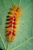  Acronicta aceris