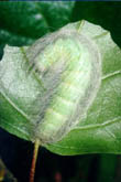 Acronicta leporina