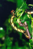 Erannis defoliaria - Grosser Frostspanner