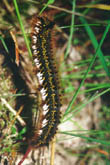  Euthrix potatoria