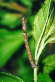 Hemithea aestivaria