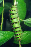  Saturnia pavonia - Kleines Nachtpfauenauge