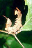 Stauropus fagi - Buchenspinner