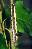 Acronicta psi