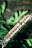 Catocala sponsa - Eichenkarmin