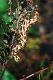 Cucullia argentea