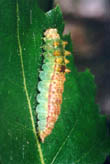 Drepana falcataria