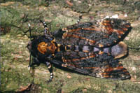 Acherontia atropos - Totenkopfschwärmer