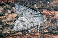  Acronicta aceris