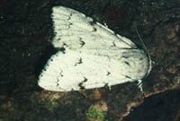 Acronicta leporina