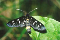 Amata phegea