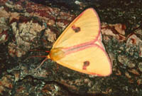 Diacrisia sannio