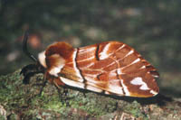 Endromis versicolora