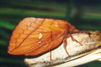  Euthrix potatoria