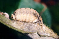 Orgyia antiqua