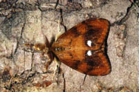 Orgyia antiqua