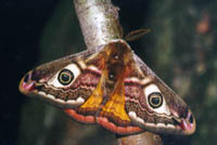  Saturnia pavonia - Kleines Nachtpfauenauge