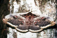 Saturnia pyri - Wiener Nachtpfauenauge