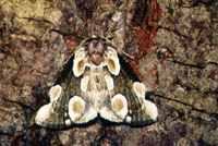 Thyatira batis