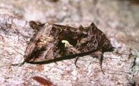 Autographa gamma - Gammaeule