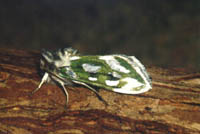 Cucullia argentea