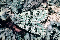 Dichonia aprilina