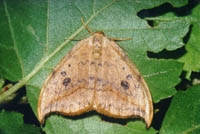 Drepana falcataria