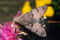 Macroglossum stellatarum