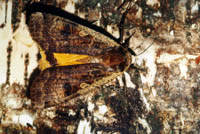 Noctua pronuba -  Hausmutter