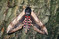 Sphinx ligustri - Ligusterschwärmer