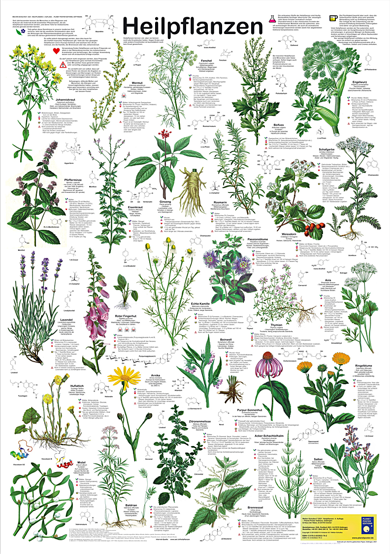 Poster: Heilpflanzen