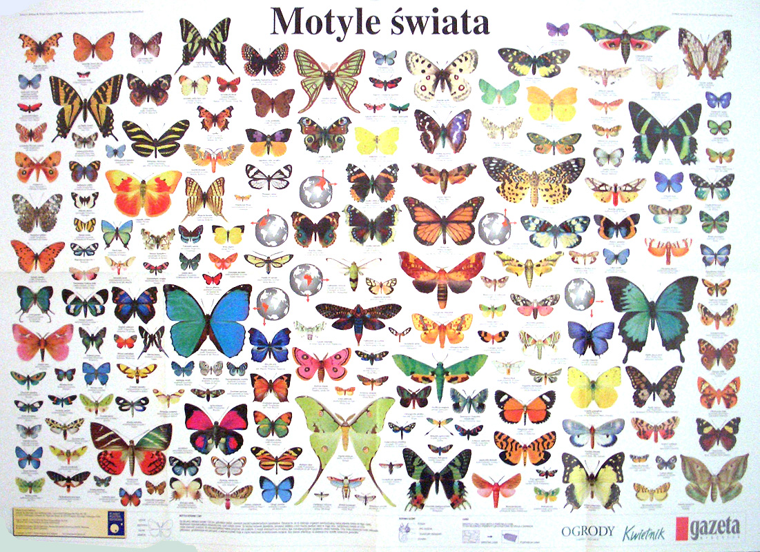 Motyle swiata (Polish poster)