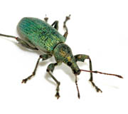 Phyllobius pomaceus - Brennessel-Gr&uuml;nr&uuml;ssler