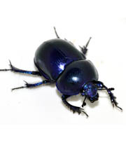 Trypocopris vernalis - <br>Fr&uuml;hlingsmistkäfer