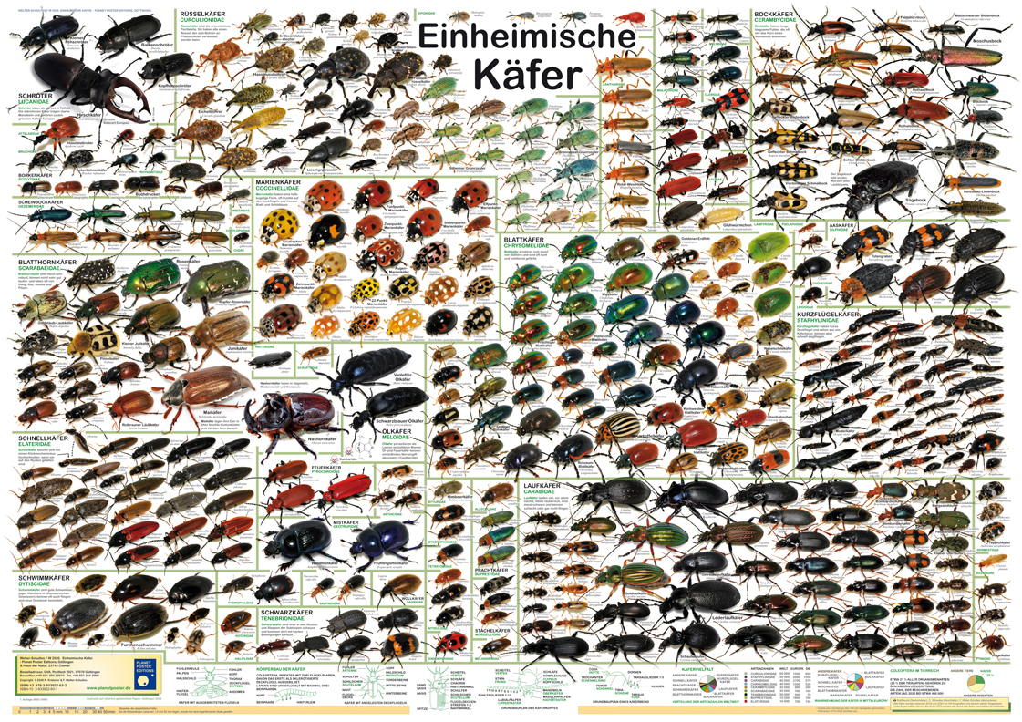 Poster "Einheimische K&auml;fer"