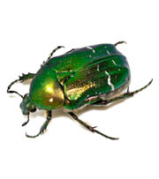 Cetonia aurata - Rosenk&auml;fer