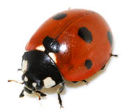 Coccinella septempunctata - Siebenpunkt-Marienk&auml;fer