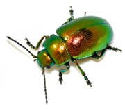 Chrysolina graminis - Tansy beetle