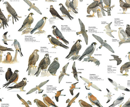 Greifvögel Bildungs-Poster 52cm x 36 cm 32 Europäische Greifvögel 